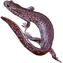 Silvery Salamander